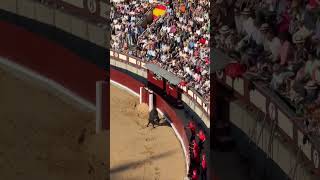 TORO CASI ESCAPA DE LA PLAZA LAS VENTAS (MADRID) #bull #toros