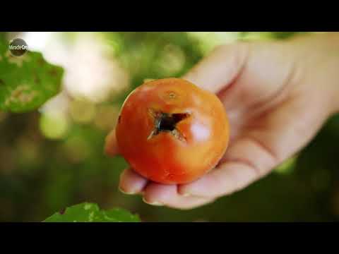 Video: Groentetuinproblemen - Tips voor het behandelen van veelvoorkomende groenteproblemen