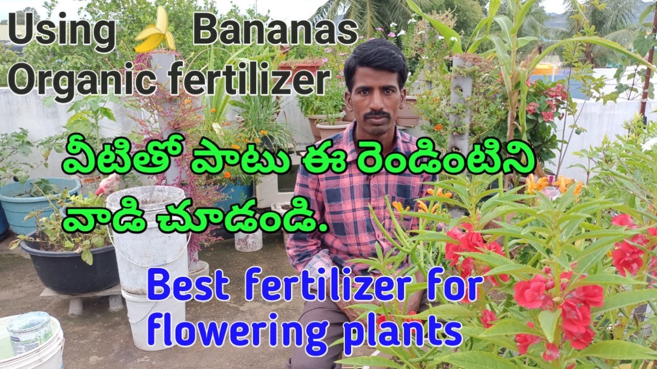 How to make using Bananas organic fertilizer and Compost for plants