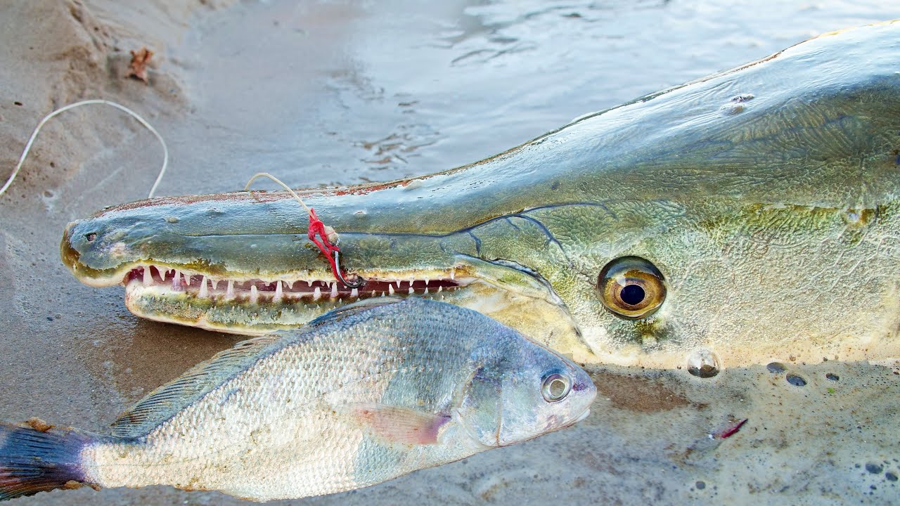 Alligator Gar Love Freshwater Drum! 