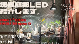 【塊根植物】塊根植物向けLEDライトを紹介します。