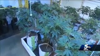 Narcotics Dept. seizes about 5,000 plants during illegal grow operation in Payne County