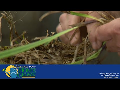 Video: Propagazione delle piante di Ajuga: scopri la propagazione dell'Ajuga