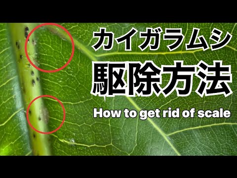 害虫 カイガラムシの駆除方法 How To Get Rid Of Scale 観葉植物 Youtube