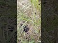 Deer Scat