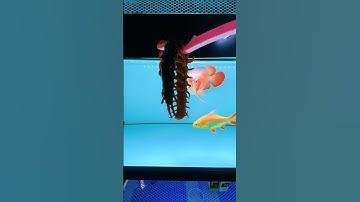 Cá rồng ăn rết