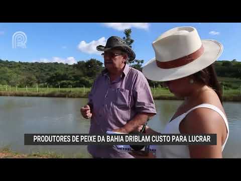 Piscicultores conseguem boa rentabilidade na Bahia | Canal Rural