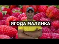 Ягода Малинка