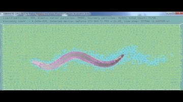C. elegans crawling simulation with 2 times less resolution