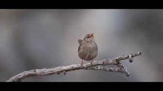 yeni yabancı filmler ass ho