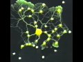 Slime mold form a map of the tokyoarea railway system