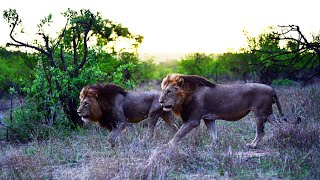 Kruger Park, Season 10 Bis (English), documentary  on 2 lions, a leopard, crocodiles and a python.