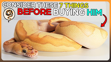 U MOET rekening houden met deze 7 dingen voordat u een balpython koopt
