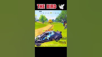 Our lovely flying teammate bird 😂 #callofdutymobile #codm #codmobile #shorts