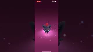 ZORUA ACTUALLY IN POKÉMON GO! I CAUGHT THE ILLUSION FOX! #zorua #pokemon #pokemongo #pokemongoevent