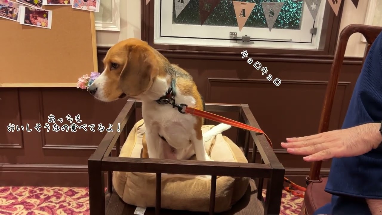 高級ディナーにソワソワしちゃうビーグル犬がかわいい🩷@cute@ビーグル@かわいい@クリスマス@高級ディナー@クリスマスディナー@サンタ@温泉宿
