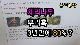 체리나무 뿌리혹의 위험성