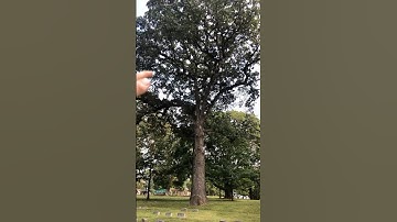 Is this Giant Oak Still the Largest in the State? #postoak #tree