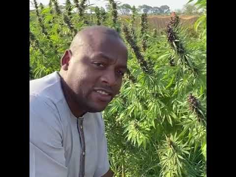 Cannabis sativa, a super crop - ICA Malawi