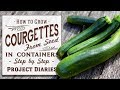 ★ How to: Grow Courgettes aka Zucchini from Seed in Containers (Step by Step Guide)