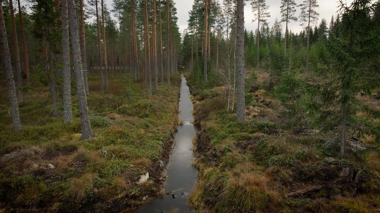 Suometsän hoidon tuki