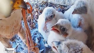 #58Falcon Nest❹Halcón peregrino Nido en DIRECTO | Museo de América (Cámara 42 | Madrid)