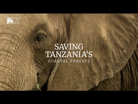 The land of elephant and lion: Help us save #TanzaniasCoastalForests