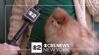 Popular dog café Boris & Horton closing both NYC locations