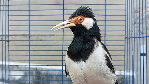 Pancingan Jalak Suren Gacor Mompa Isian Variasi - Masteran Suara Burung Jalak Gacor Full Isian Mewah