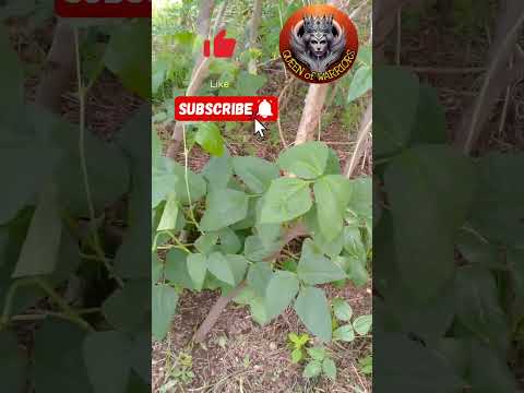 Malunggay tree or herb?