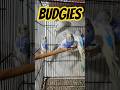Budgies lovely Colorss|| Blue Dominant Pied Mutations||#budgies#blue