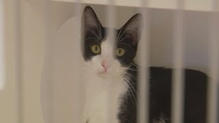 Animal shelters filling up across Central Texas | FOX 7 Austin