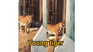 young tiger #tiger  युबा बाघ भूख में कितना खतरनाक होता है भूख की शिद्दत, #delhizoo #delhi #young
