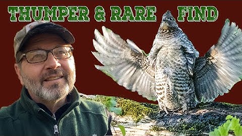 Spring Birding Minnesota Rice Lake NWR May 14 Ruffed Grouse drumming 2024