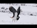 Птицы России 3 с комментариями