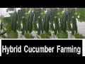 Hybrid Cucumber Farming