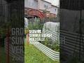 How I grow summer squash upward in @vego_garden raised bed #gardeners #gardeningtips