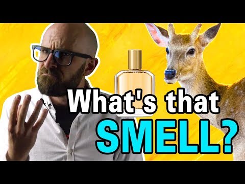 Video: What Does Musk Smell Like?