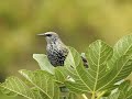 Oiseaux de septembre au cœur de Malras