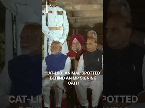 Watch: Mystery Animal