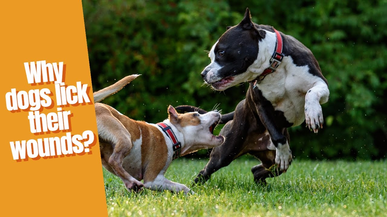 Facts about animals Why dogs lick their wounds ? YouTube
