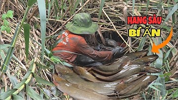 Trúng Quá Đậm, Khi Liều Mình Chui Vào Bụi Sậy Um Tùm Va Phải Nhiều Hang Cá Khủng..| ONMT #Tập 118