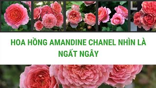 Amandine Chanel Cây hoa hồng này  Tammys Rose Garden  Facebook