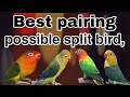 How to use possible split birds in deferent pairing  bes pairing possible split bird