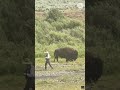 Yellowstone fisherman narrowly avoids approaching bison. See the video.