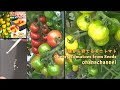 🌱種から育てるミニトマト🌱How to grow Cherry Tomatoes from Seeds❢