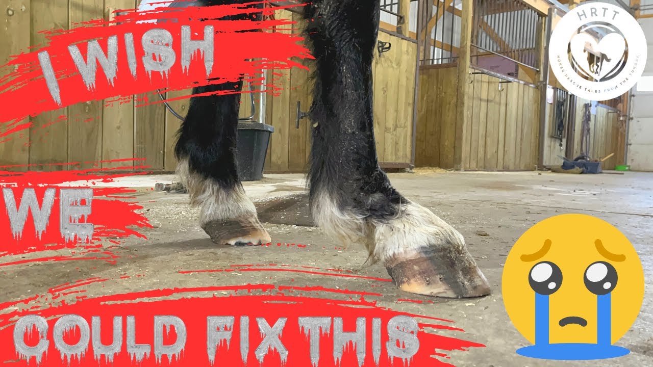 Horse Rescue Tales from the Tundra - S1 E8 - YouTube