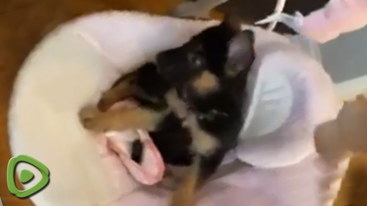 Puppy steals baby's swing for his own personal playpen - YouTube