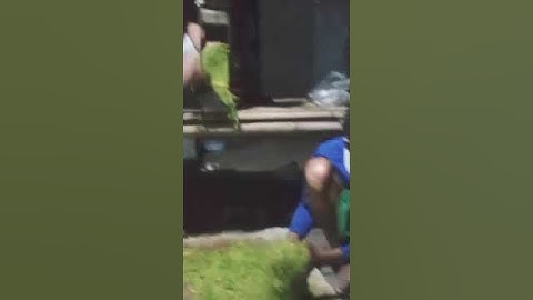 Mako Gecok - Gecok Mako