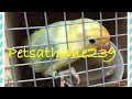  budgerigar budgies